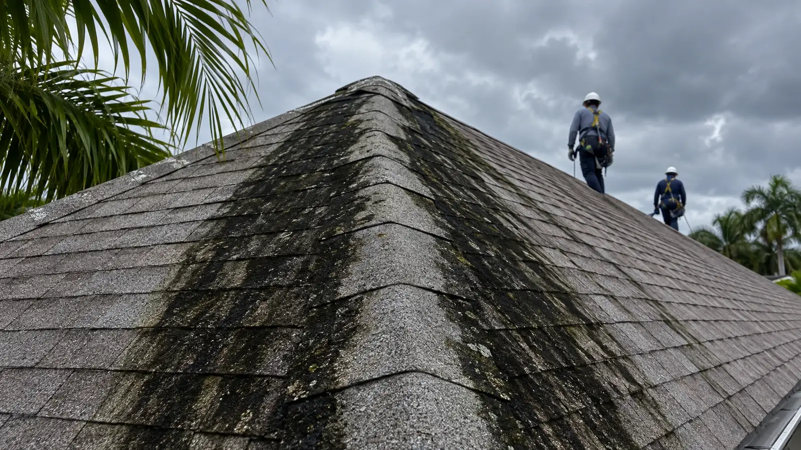 Why Roofs and Walls Stain in Florida